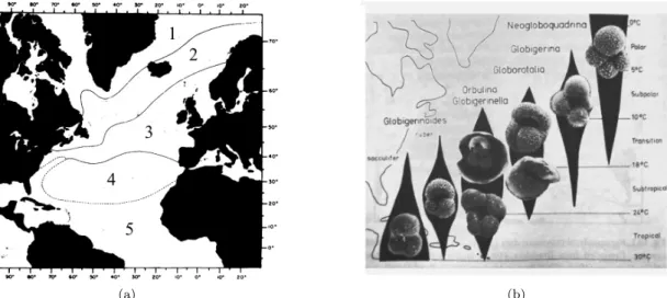 Figure 3: Distribution of foraminifera