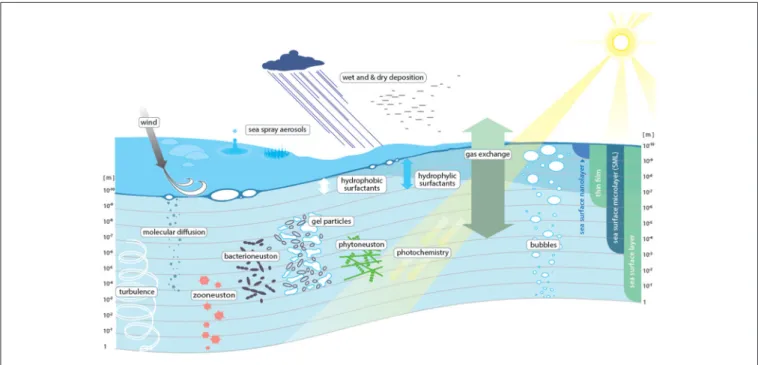 FIGURE 1 | Conceptual view of the processes determining transport across the sea surface microlayer (SML).