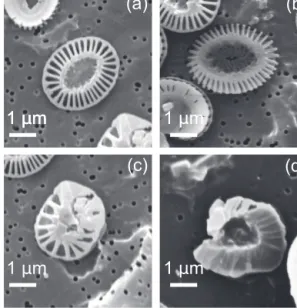 Figure 2. SEM images of Emiliania huxleyi coccoliths. (a) Nor- Nor-mal coccolith; (b) incomplete coccolith; (c) malformed coccolith;