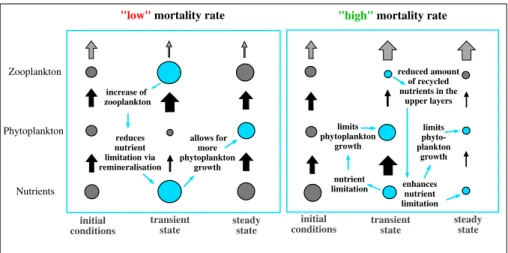 Figure 8. Schematics of response to an increase in the zooplankton mortality in nutrient-limited regions