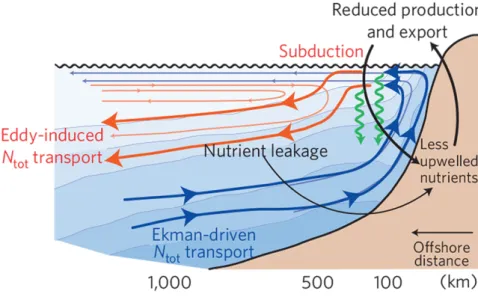Figure 2: Conceptual diagram of the impact of mesoscale eddies on coastal circulation, nitrogen transport, and organic matter production and export