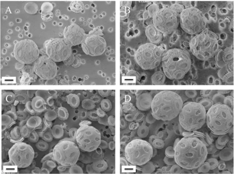 Fig 1. Scanning electron microscopy images of E. huxleyi CCMP 88E (A, B) and NZEH (C, D) after incubations in water collected from 1,000 m (A, C) and 4,800 m (B, D)