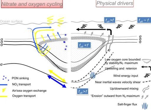 Figure 8. Conceptual view of the biogeochemical (left) and physical (right) processes responsible for creating a low oxygen ACME