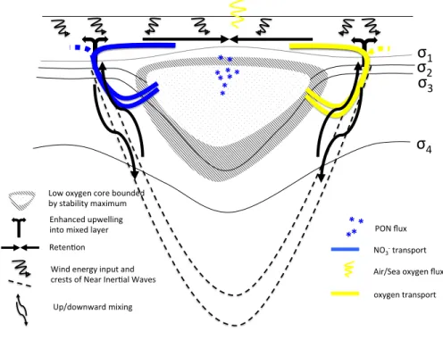 Figure  7:  Conceptual  view  of  the  physical  and  biogeochemical  processes  responsible  for  creating  a  low  oxygen  ACME