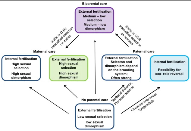 Figure  1:  Schematic  overview  on  the  transitions  of  parental  care  in  teleost