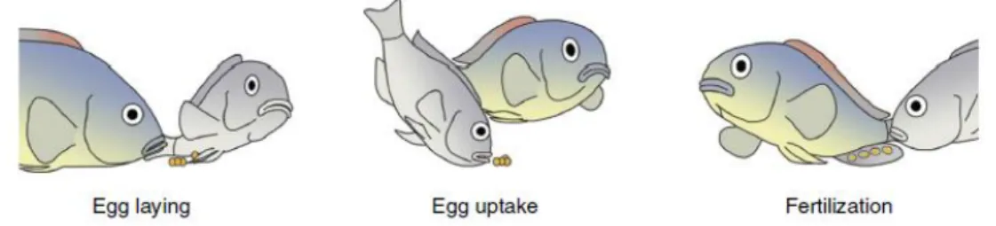 Figure  2:  Mating  cycle  of  maternal  mouthbrooding  hablocromine  cichlid  fishes