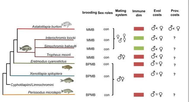 Figure 1: Schematic overview of the Results in relation to brooding mode, sex-roles and mating system