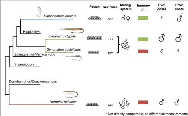 Figure 1: Schematic overview of the Results in relation to pouch morphology, sex-roles and mating  system