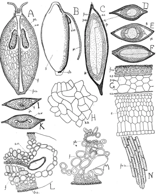 Fig.  22.  Anatomie  von  Frucht  und  Same  der  B.  verriicosa  Ehrh. von  Zürich  1912