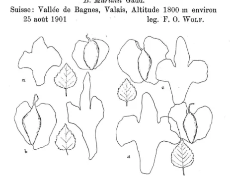 Fig  13  a,  c,  d.  Vom  Jlfurithii-Typus  abweichende  Formen  des  locus  classicus; 