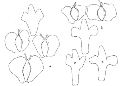 Fig.  19 a,  b,  c,  d,  B.  tortuosa  X  verrucosa,  grex  mixta  m.  vom  Grosstobel,  Vorderrheintal,  leg
