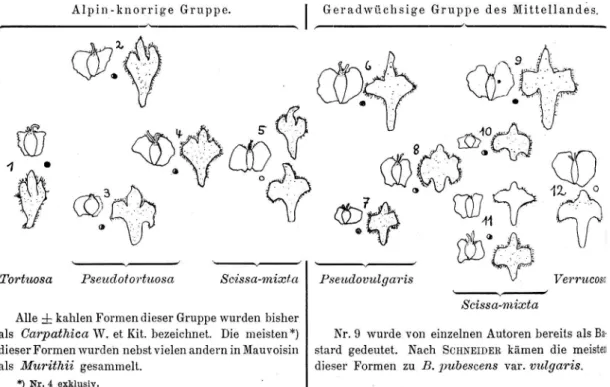 Fig.  20.  Schema  der  systematischen  Gliederung  der  schweizerischen  Vertreter  der  B