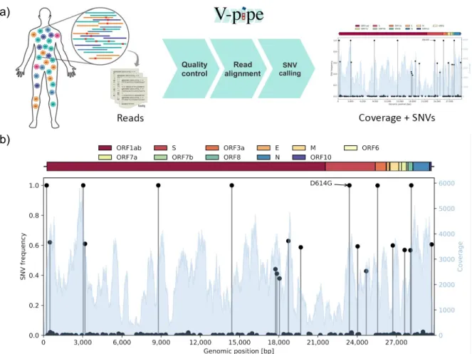 Figure 1: (a) Different viral variants may coexist in the same host such that the sequencing reads contain a mixture of the different components and their SNVs