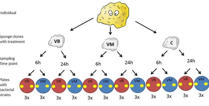 Fig.  5: The procedure of the antimicrobial assay. The sponge was cut in clones and treatments were applied  according  to  the  IR  experiment  (see  section  Immune  response  experiment)