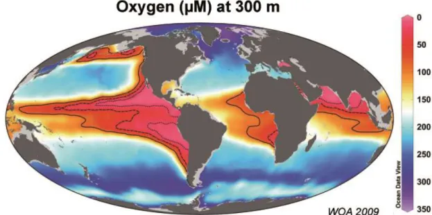 Fig. 1.1 Oxygen minimum zones of the world’s oceans. The pink to red colored areas show the oxygen-deficient water  masses at 300 m water depth