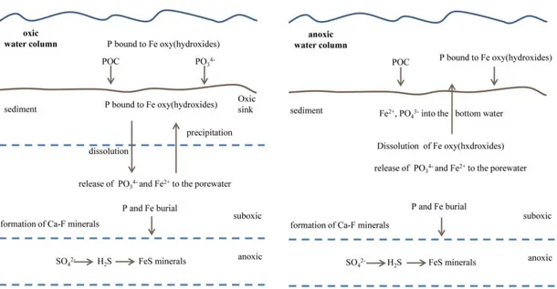 Fig. 1.3 Interactions of Fe and P in oxic and anoxic environments. 