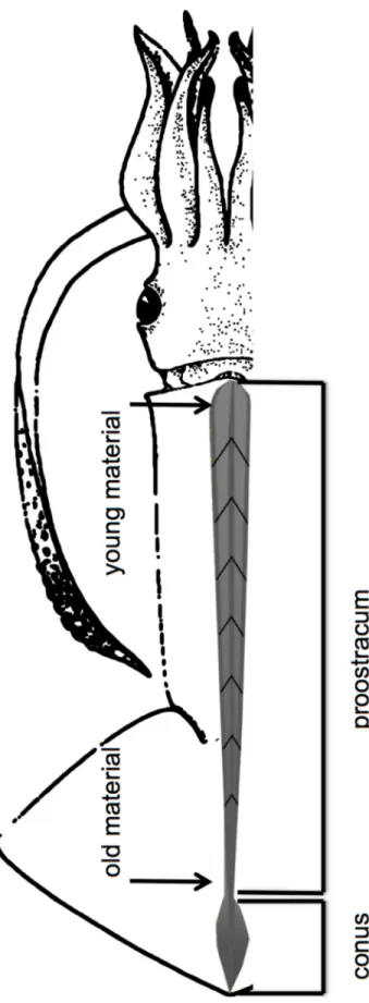 Fig 2. Gladius of a squid separated into a conus and proostracum (including rachis and vanes) section