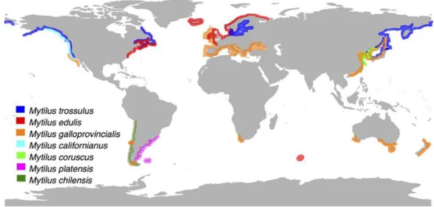 Figure  3:  The  distribution  of  genus  Mytilus  in  North  and  South  hemispheres