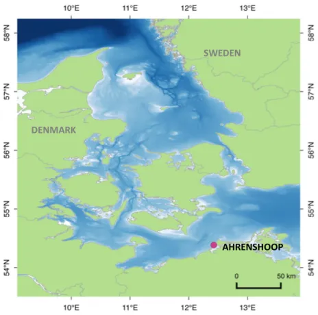 Figure 7: Survey map of adult Mytilius sp. sampling site. Red dot represents the sampling  location in the Baltic sea (54 o 38.6’N, 12 o 42.7’O) of animals used in this study