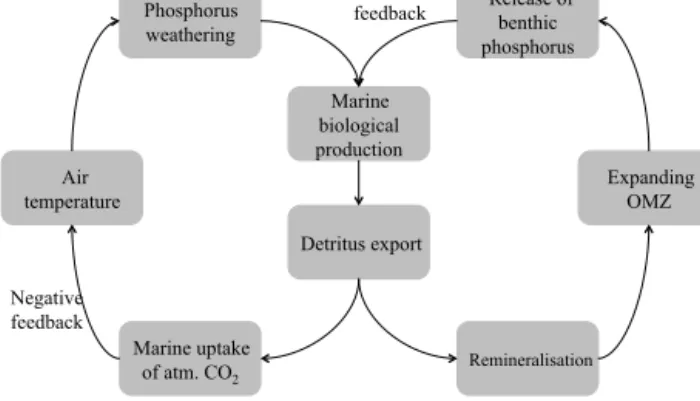 Figure 1. Possible feedbacks in the global phosphorus cycle under climate warming conditions.