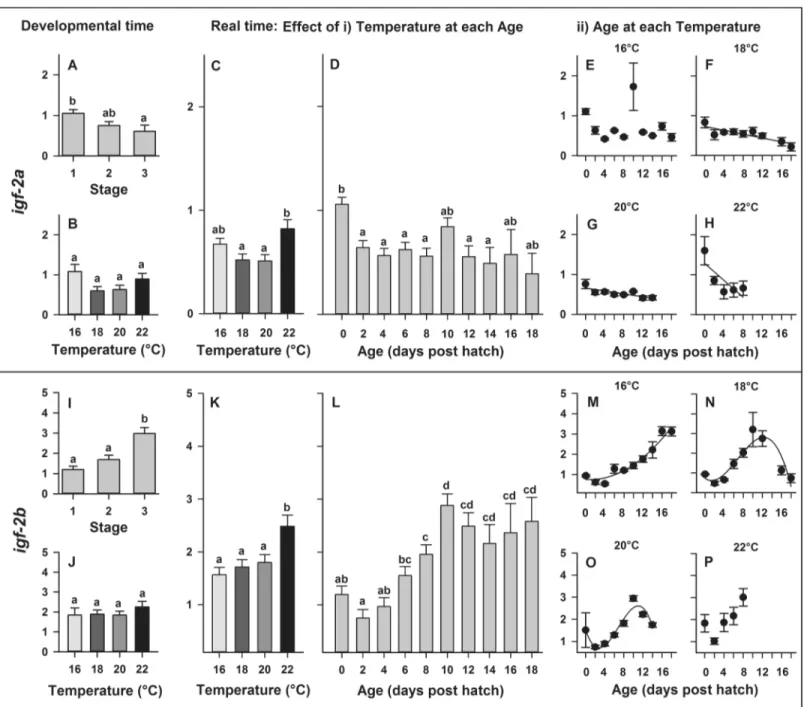 Fig 6. Effect of rearing temperature on larval European eel (Anguilla anguilla) expression of igf-2a (A-B) or igf-2b (I-J) at specific developmental Stages (1, 2 and 3) and igf-2a (C-D) or igf-2b (K-L) in real time, as well as effect of developmental age o