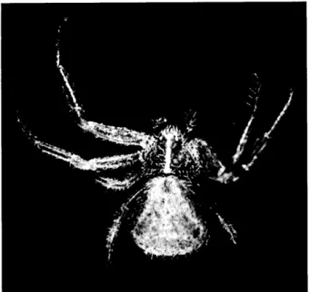 Abb.  1:  Juvenile  Krabben- Krabben-spinne  der  Gattung  Heriaeus.