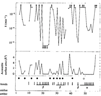 Fig. 4. Amide proton exchange data for BPTI at p'H 35 and 36 °C and selected features of the crystal structure of BPTI