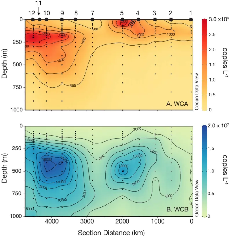 Fig. 4. Abundance of archaeal amoA genes in the equatorial Pacific between W. Samoa (section distance  5000 km) and offshore of Hawai’i (section distance  0 km) as determined by quantitative PCR (qPCR)