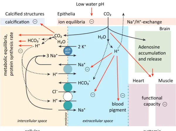 Figure 1.3: Summary of physiological functions and their changes and interactions under the effect of CO 2 in a generalized marine water breathing animal