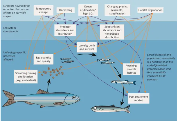 Figure 1.4: Schematic of the potential effects of climate-related and other anthropogenically induced changes on fish early life history