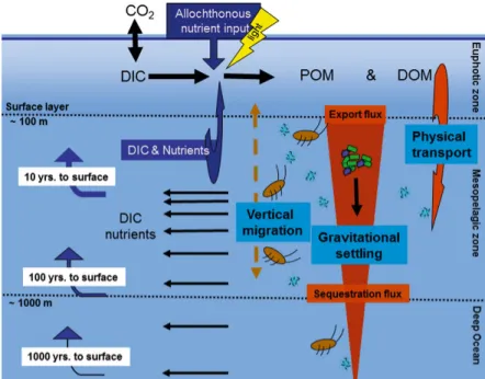 Figure 1.2: Schematic illustration of the BCP, adapted from Passow and Carlson (2012)