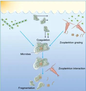 Figure 1.3: Schematic representation of processes governing the aggregation and disaggregation in the surface and subsurface ocean