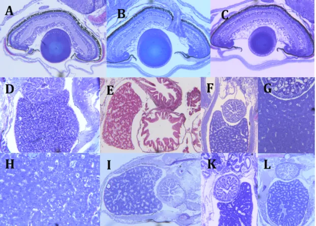 Figure  4.4.  Examples  of  histological  eye  (A-C)  and  liver  (D-L)  samples  from  various treatments