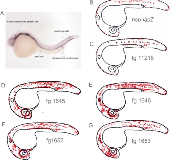 Figure 15: Expression profiles of the embryos co-injected with the ets1 fragments. 