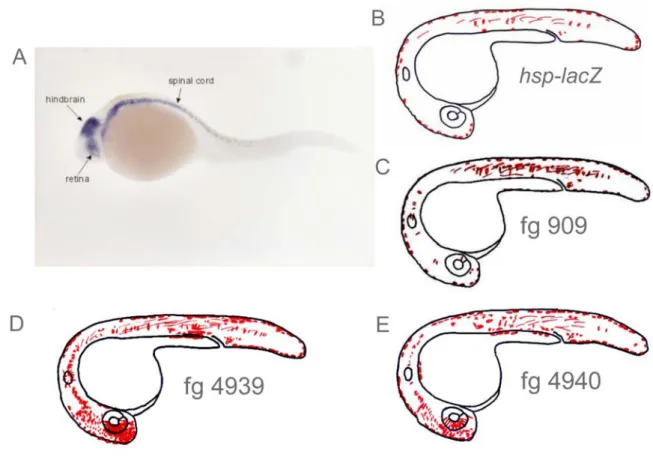 Figure 16: Expression profiles of the embryos co-injected with the mab21l2 fragments. 