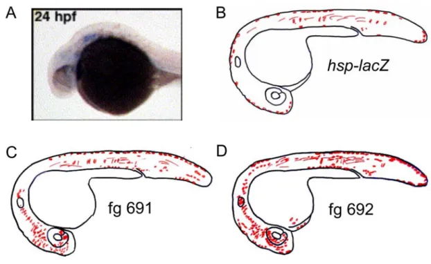 Figure 17: Expression profiles of the embryos co-injected with the zfpm2 fragments. 