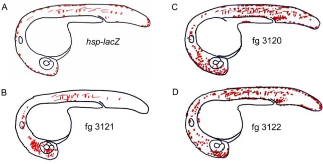 Figure 18: Expression profiles of the embryos co-injected with the jag1b fragments. 