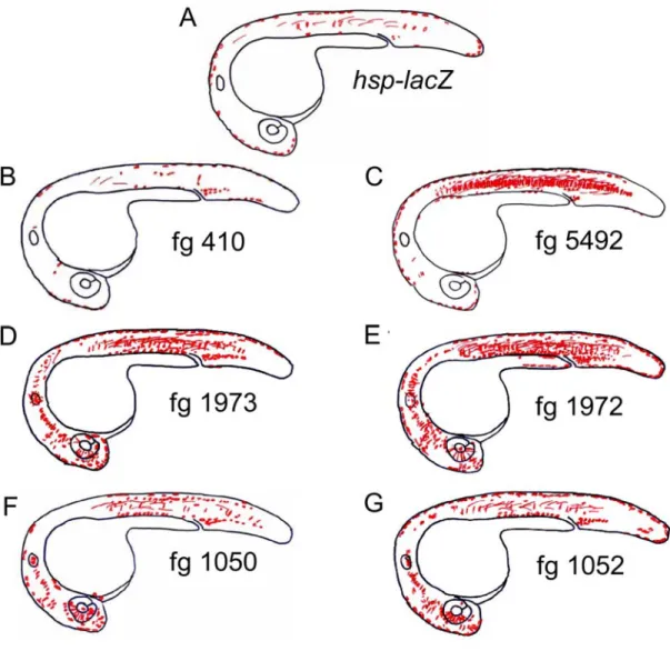 Figure 19: Expression profiles of the embryos co-injected with SCEs of non- “trans-dev” genes