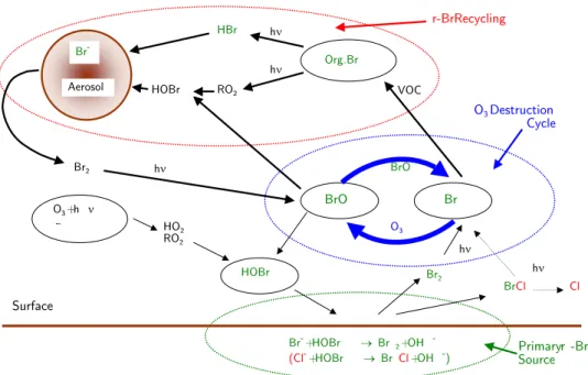 Figure 2.6: Overview of the tropospheric bromine chemistry including the bromine explosion mechanism.