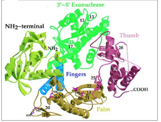 Abb. 1.5: Allgemeine Struktur von DNA-Polymerasen [28]