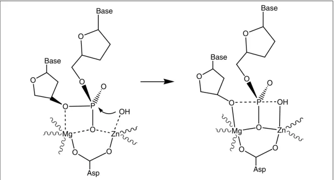 Abb. 1.7: Phosphatesterhydrolyse am Klenow-Fragment der DNA-Polymerase I