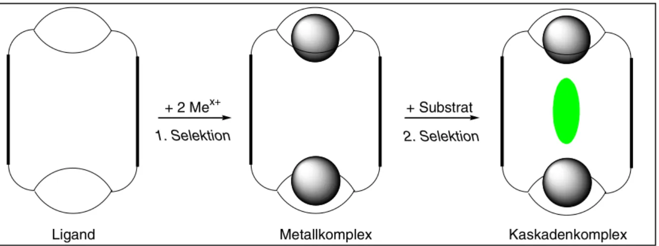 Abb. 1.10: Schematische Darstellung der Bildung eines Kaskadenkomplexes durch Komplexierung eines anionischen Substrats
