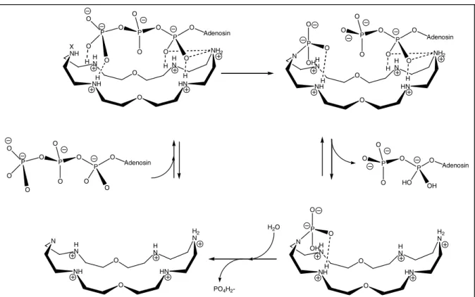 Abb. 1.12: Schematische Darstellung des möglichen Katalysezyklus der ATP-Hydrolyse durch den Liganden OBISDIEN nach Lehn [78]