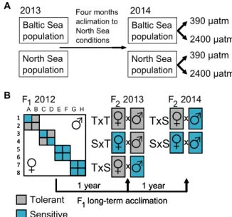 Fig. 2. Larval performance of Baltic Sea and North Sea populations exposed to elevated P CO2 