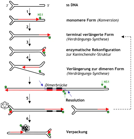 Abb. 8: Vereinfachte Darstellung der parvoviralen Replikation nach dem rollenden Haarnadel- Haarnadel-mechanismus   