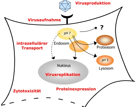 Abb. 11: Wichtige Faktoren für eine effiziente parvovirale Infektion NukleusintrazellulärerTransportVirusreplikationProteinexpressionZytotoxizitätVirusaufnahme Virusproduktion LysosomEndosompH 7pH 5? Proteasom