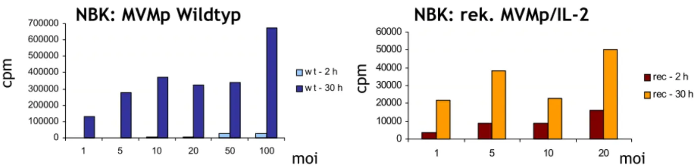 Abb. 13: Amplifikation von MVMp und MVMp/IL-2 in NBK Zellen  