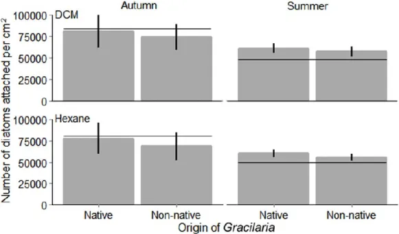 Fig. 4. Colonization of DCM and hexane surface extracts from native and non-native Gracilaria  vermiculophylla  by  diatoms  from  both  origins