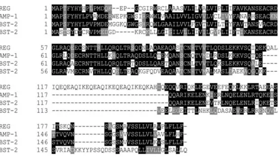 Figure 3-9 GREG is a homologue of human BST-2. Alignment of  GREG with human and mouse BST-2 and rat DAMP-1 was done at EBI  (http://www.ebi.ac.uk/clustalw/) and graphically presented using the program  BoxShade as in Figure 3-3