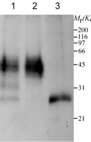Figure 3-6 Glycosylation of GREG.  Solubilized Golgi membranes were incubated at  37°C (lane-3)  or at 4°C (lane-1) overnight with or without (lane-2) N-glycosidase PNGase and  analyzed by SDS-PAGE and Western blot using antibodies against GREG